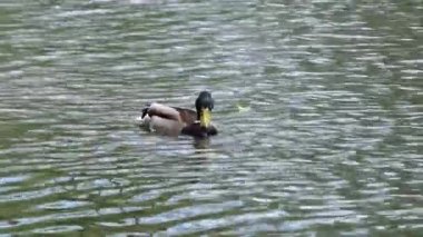 Bir havuzda yaban ördekleri
