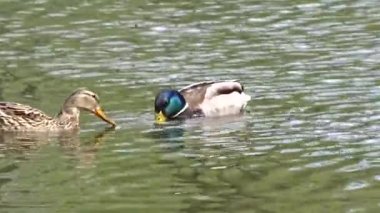 Bir havuzda yaban ördekleri