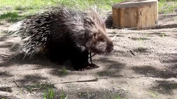 Porcupine in a city park — Stock Video
