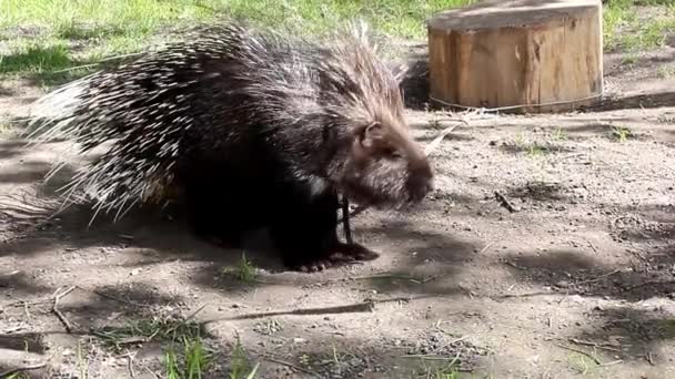 Jeż w miejskim parku — Wideo stockowe