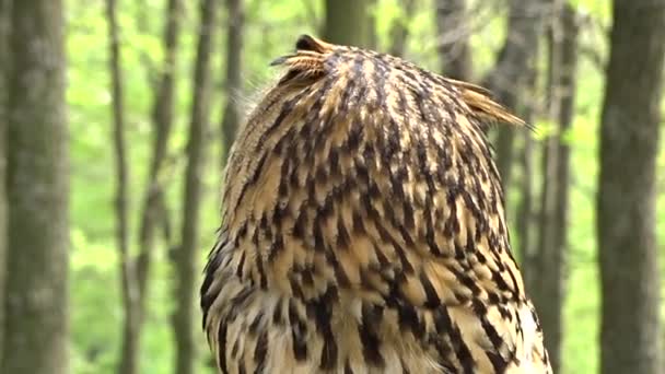 Hibou dans les bois — Video