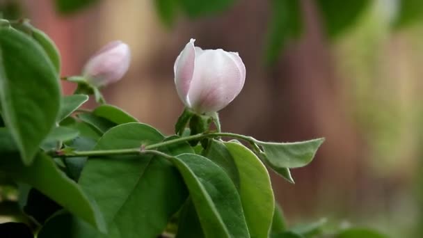 Flowering of quince — Stock Video