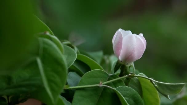 Floración de membrillo — Vídeos de Stock