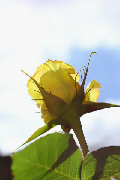 Rosa amarilla a la luz del sol —  Fotos de Stock