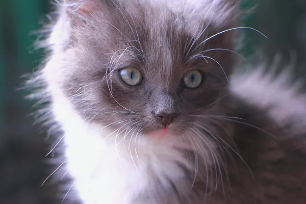 Little fluffy kitten — Stock Photo, Image