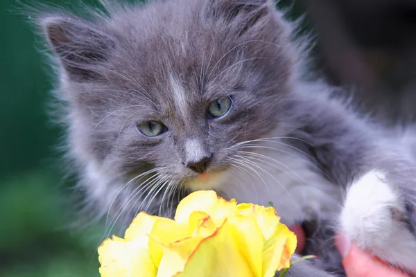 küçük tüylü kedi