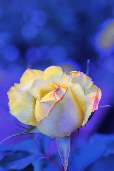Желтая роза в лучах солнца Стоковое Изображение