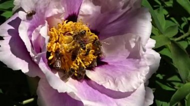 Arıların nektar toplar