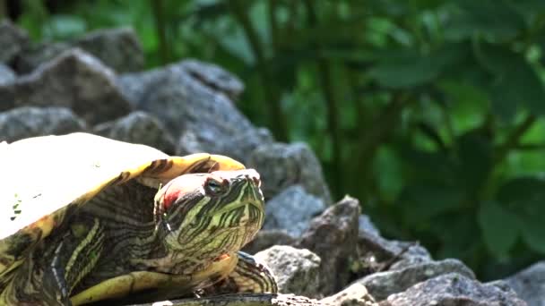 Sköldpaddan i naturen — Stockvideo