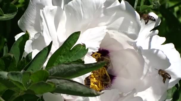 Пчелы собирают нектар — стоковое видео