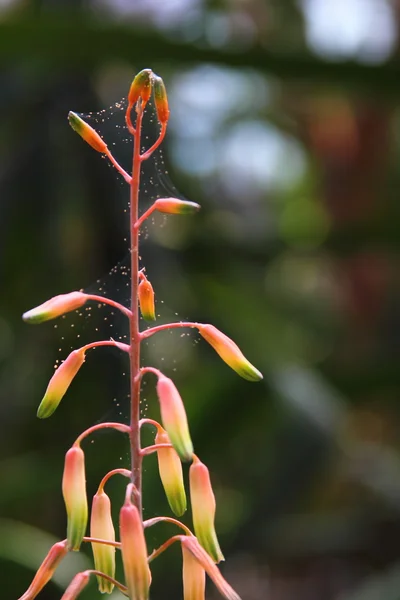 Цветок кактуса в ботаническом саду — стоковое фото