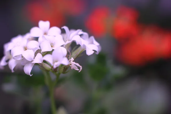 Цветок кактуса в ботаническом саду — стоковое фото