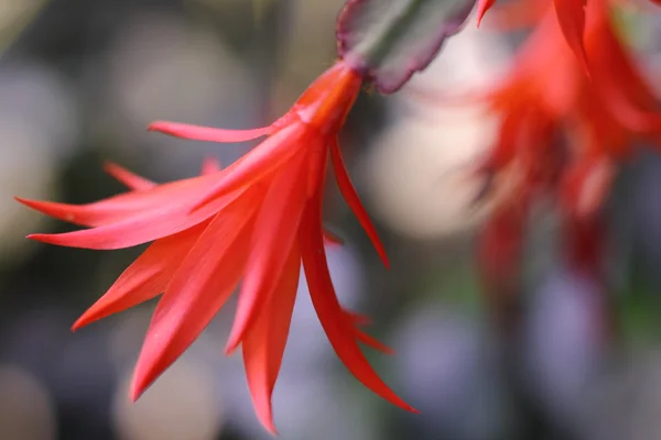 Cactus Flower in botanical garden — Stock Photo, Image