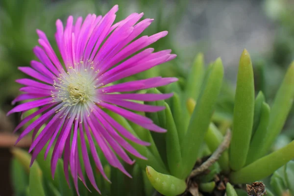 Cactus Flower in botanical garden — Stock Photo, Image