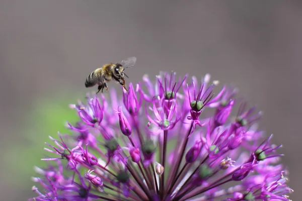 Çiçek Allium arıya