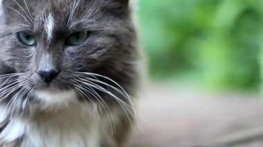 Güzel gözlü tüylü kedi