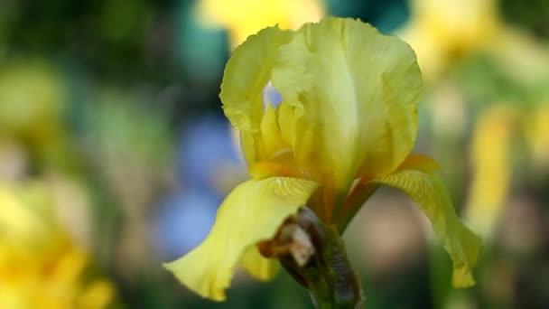 Flor amarilla del iris — Vídeo de stock