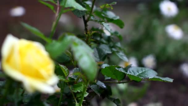 Roses and camomiles after a rain — Stock Video