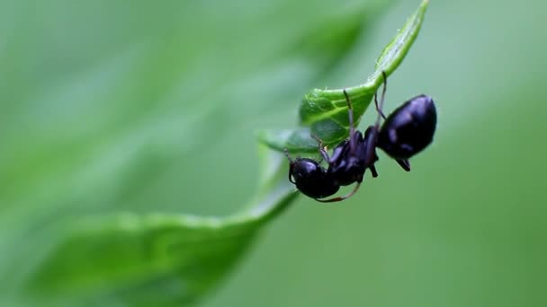 Eine einsame Ameise auf einem Grashalm. — Stockvideo