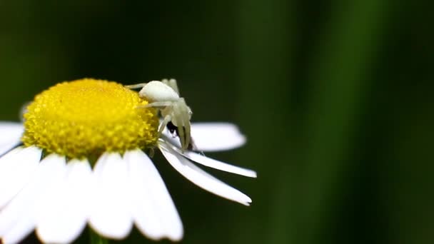 Ragno bianco catturato moscerino — Video Stock