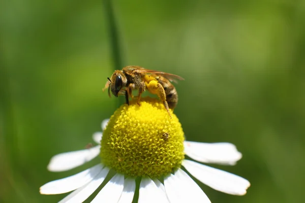 Yabani arı bir çiçek, makro nektar toplar