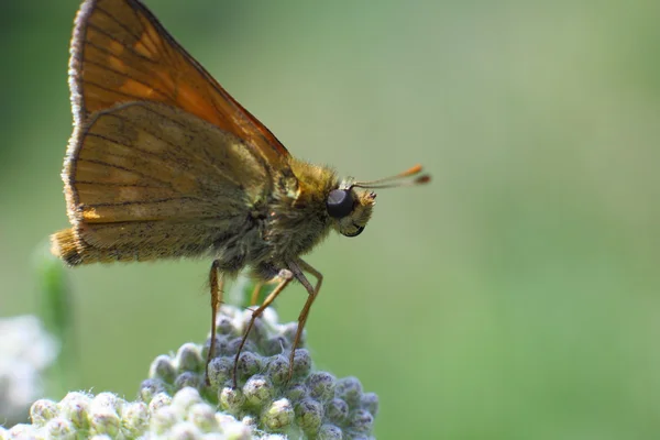 Bir çiçek, makro üzerinde küçük kelebek