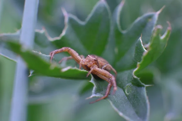 Araignée sur tige d'herbe, macro — Photo