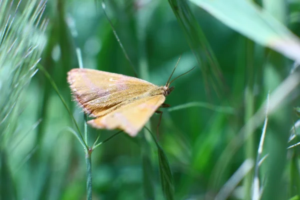 Motte ostrinia nubilalis auf einem Grashalm, Nahaufnahme — Stockfoto