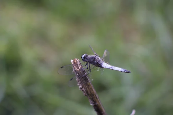 Yusufçuk bir kuru çiçek sapı üzerinde