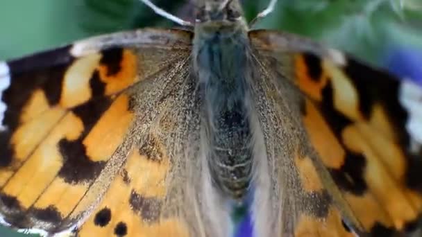 Butterfly beve nettare da un fiore, Macro — Video Stock