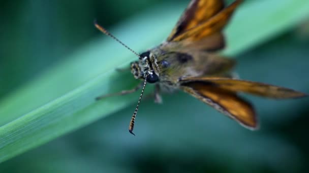 Mariposa en el tallo de la hierba, Macro — Vídeo de stock
