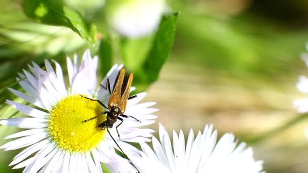 Cephus pygmeus trinkt Nektar aus einer Blume — Stockvideo