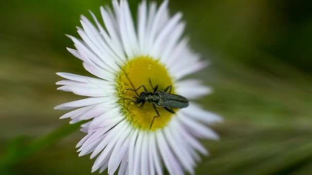 Skalbaggen Cephus Pygmeus dricker nektar från blomman, makro — Stockvideo