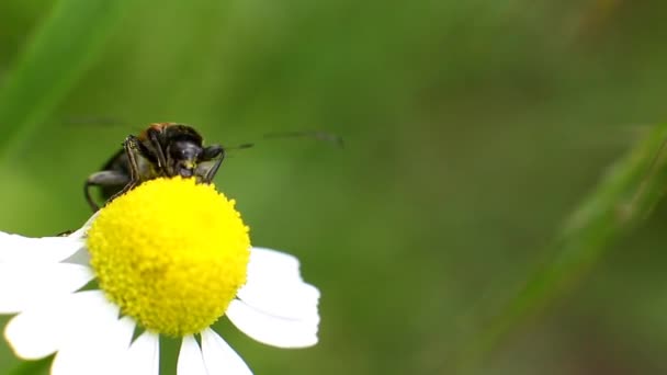 Käfer cephus pygmeus trinkt Nektar aus der Blüte, Makro — Stockvideo