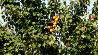 Bir bahçe içinde ağaç dalı olgun kayısı