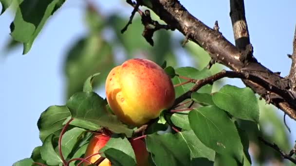 Abricots mûrs sur la branche d'un arbre dans un jardin 