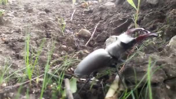 Hirschkäfer auf einem Baum im Garten — Stockvideo