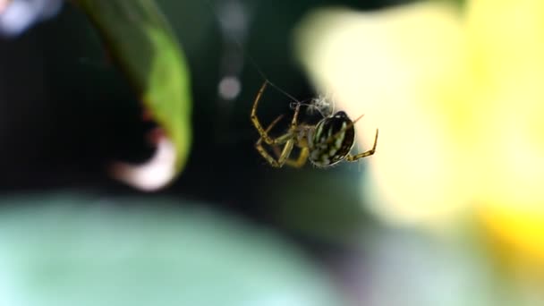 Spinne im Netz schwingt im Wind — Stockvideo