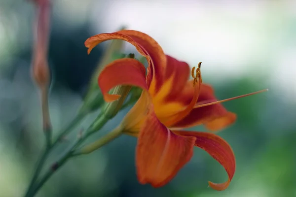 Orange Lily close up in the city park — Stock Photo, Image