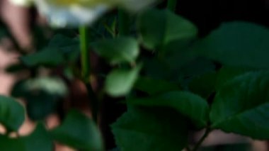 Akşam hafif gül bahçesinde