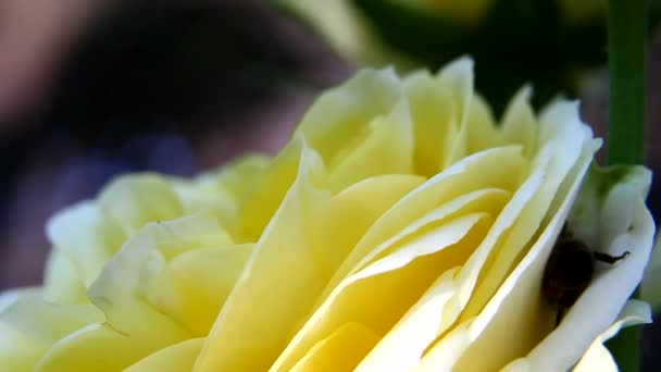 Bienen sammeln Nektar aus einer Rosenblüte im Garten — Stockvideo