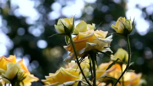 Розы в вечернем свете в саду — стоковое видео