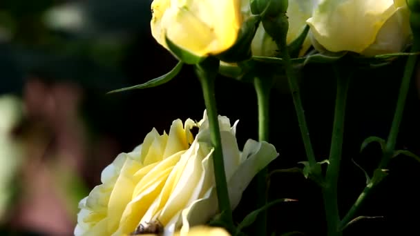 Bijen verzamelen nectar uit een bloem van roos in de tuin — Stockvideo