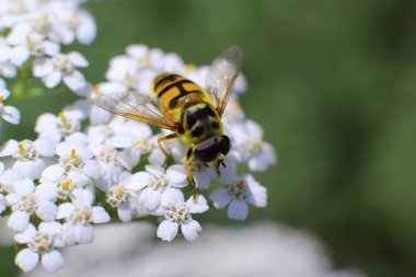Bir çiçek nektarı içmeye çiçek sineği