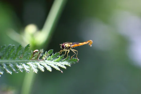 Mouche florale buvant du nectar d'une fleur — Photo