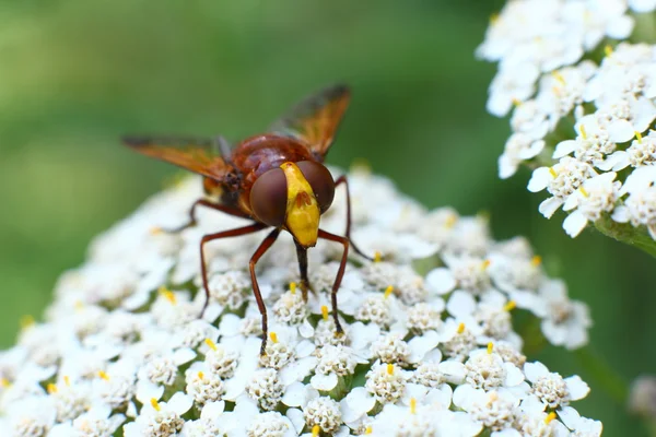 Mouche florale buvant du nectar d'une fleur — Photo