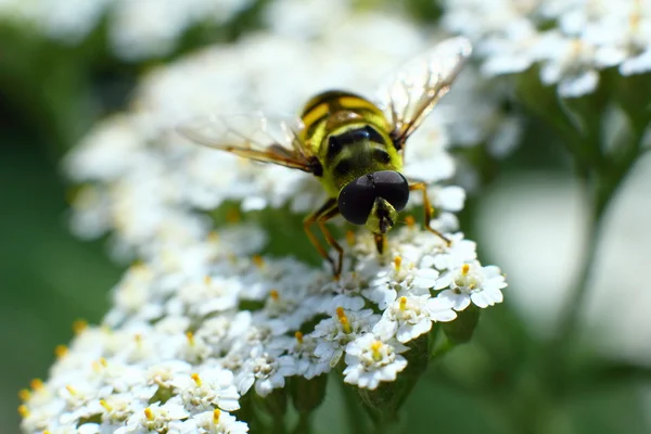 Floral mosca beber néctar de uma flor — Fotografia de Stock