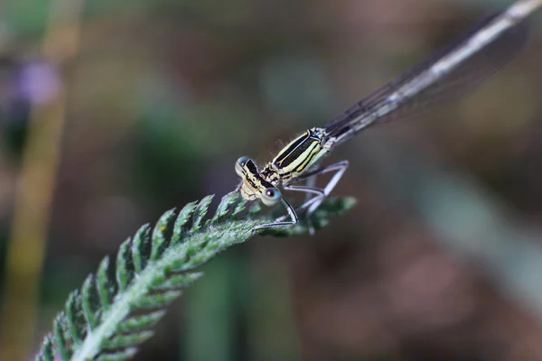 Libellule sur une tige d'herbe — Photo