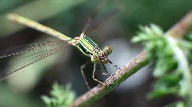 Yusufçuk çim bir sap üzerinde