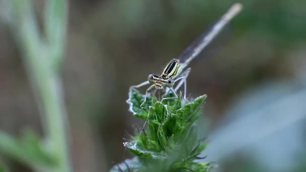 Dragonfly op een stengel van gras — Stockvideo